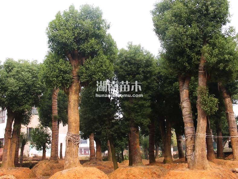 30公分香樟