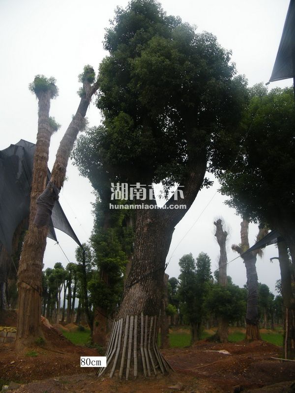 80公分香樟
