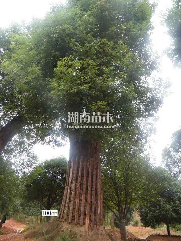 100公分香樟
