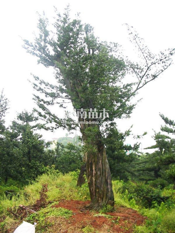 罗汉松树桩