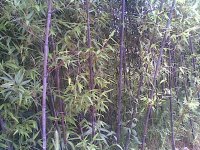 紫竹