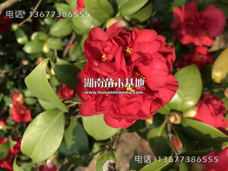 茶花开花