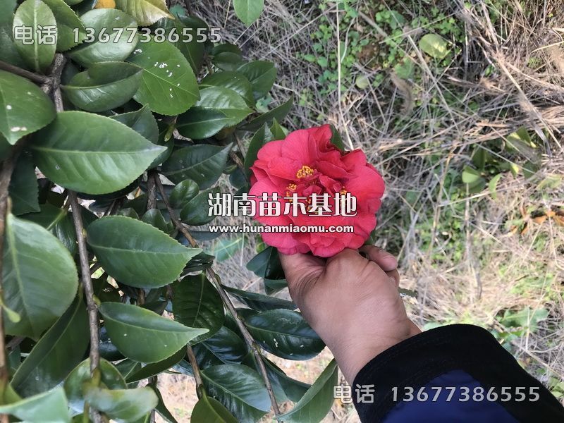 茶花开花