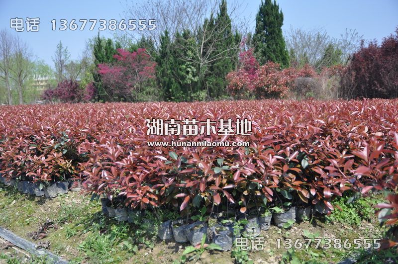 红叶石楠盆苗