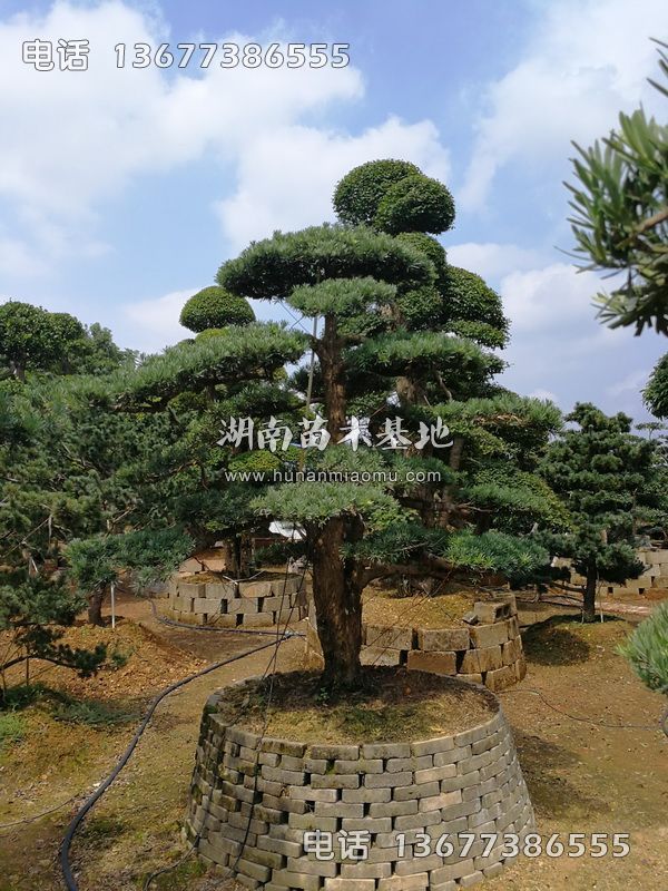 湖南造型罗汉松