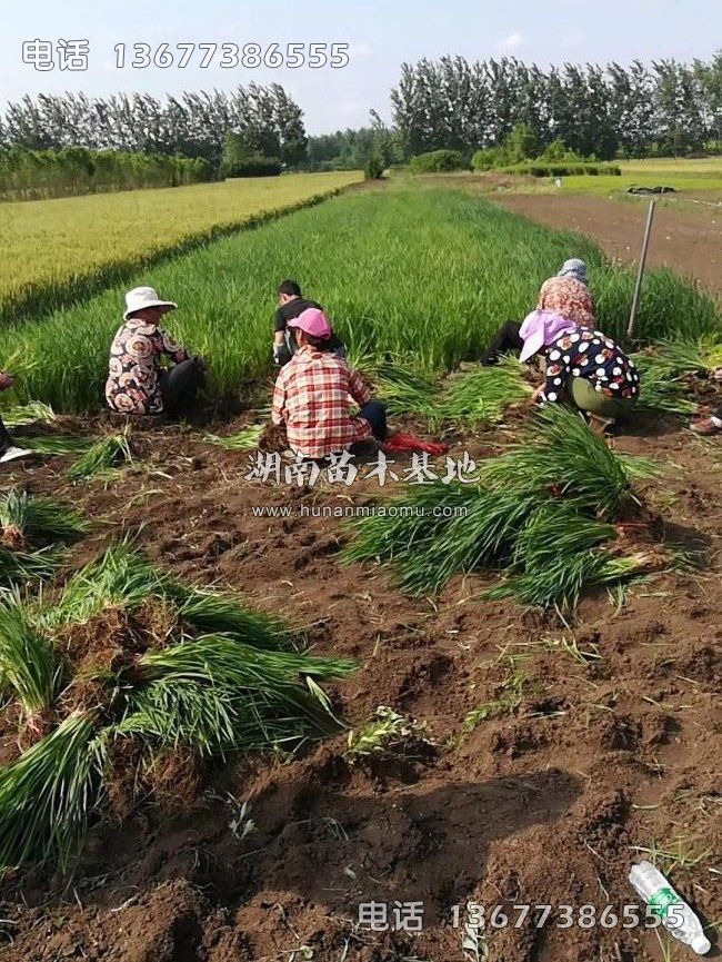 水生鸢尾起苗