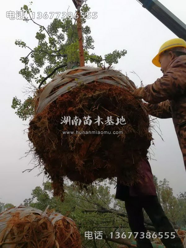 香樟控根苗装车