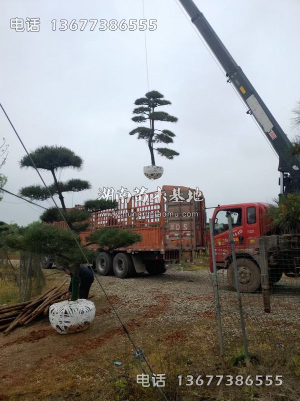 造型黑松装车