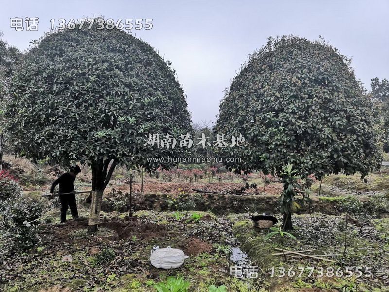 精品桂花