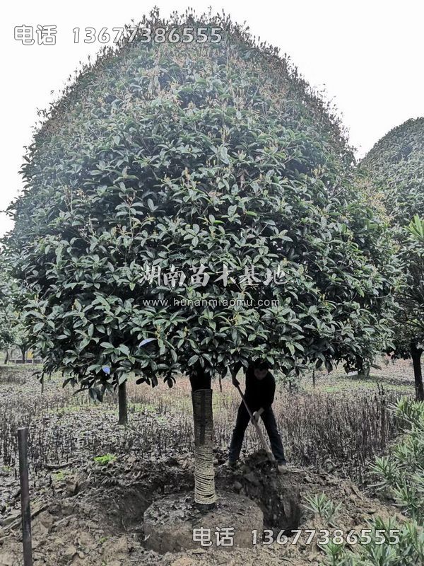 精品桂花