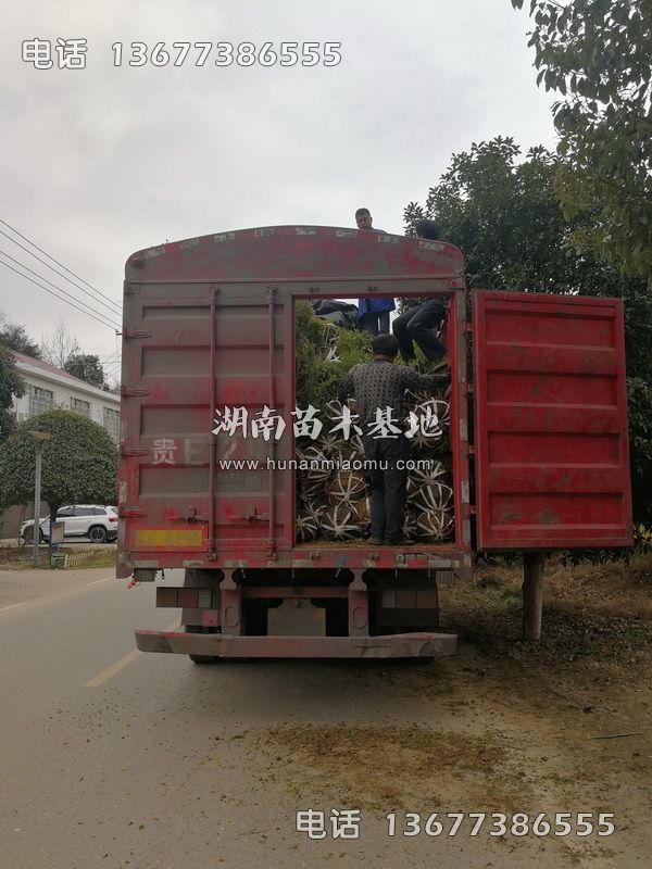 金禾女贞球装车