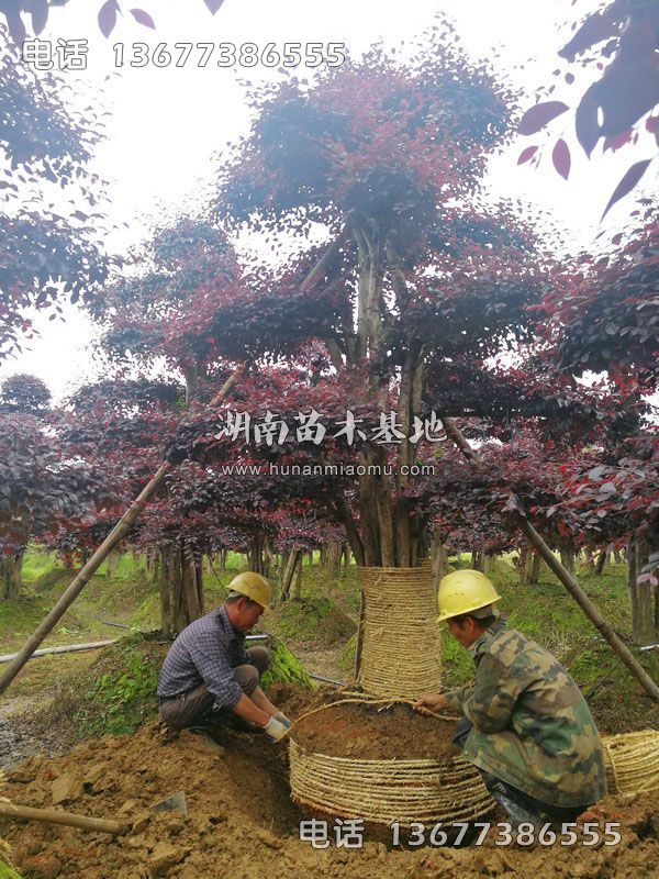 造型红继木桩