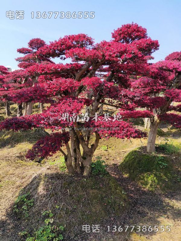 造型红花继木桩