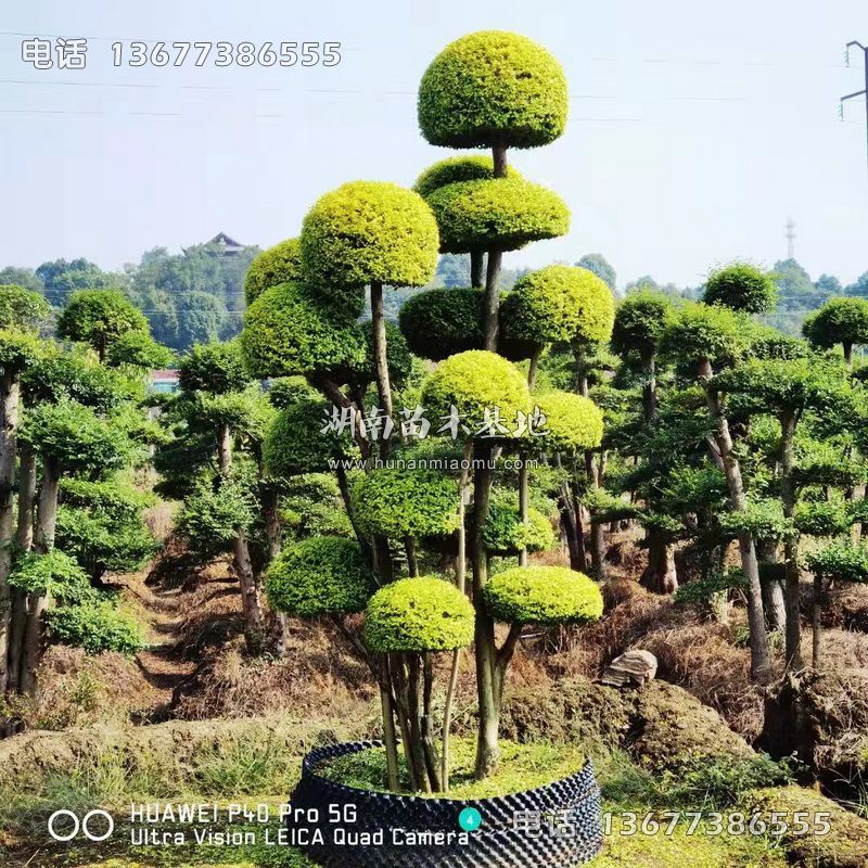 造型亮晶女贞桩