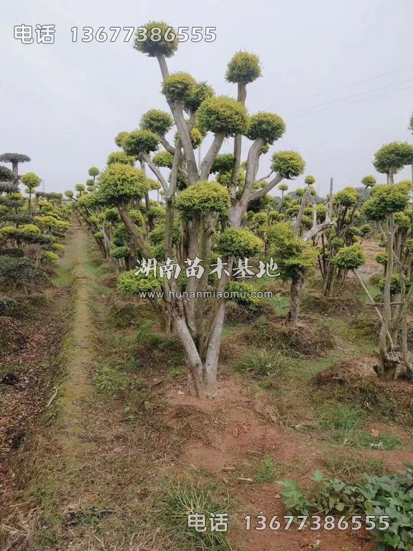 造型亮晶女贞桩