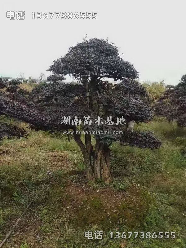 造型红继木桩