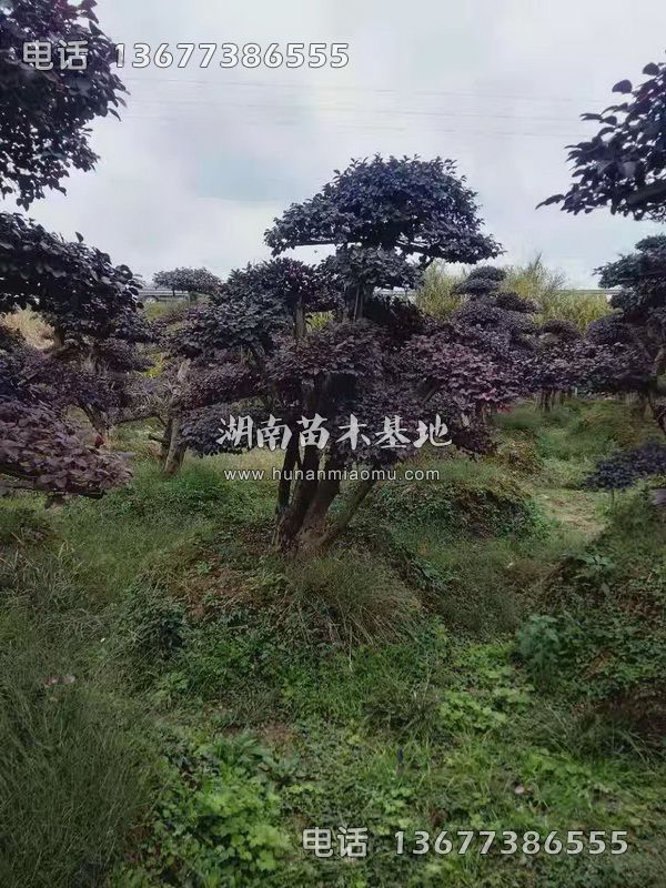 造型红继木桩