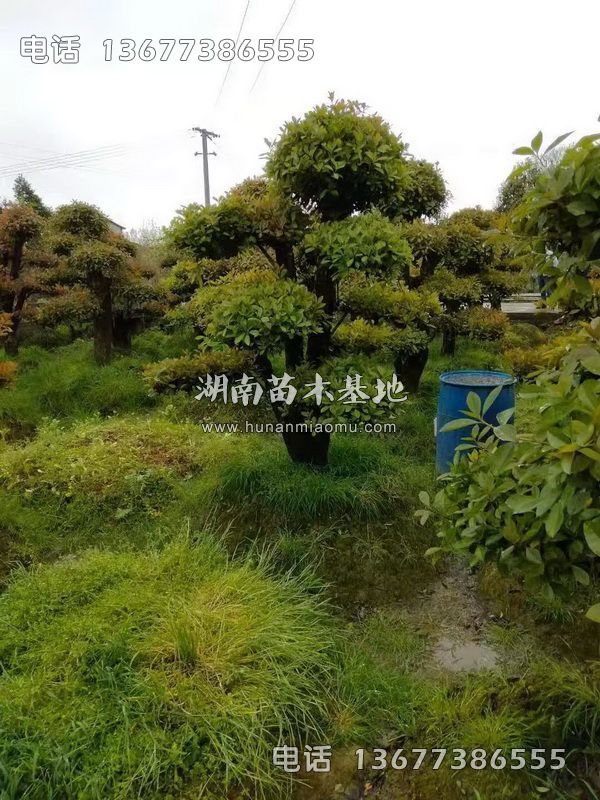 造型椤木石楠