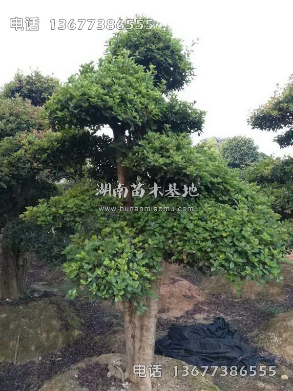 造型椤木石楠