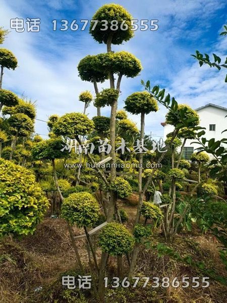 亮晶女贞桩