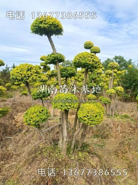 亮晶女贞桩