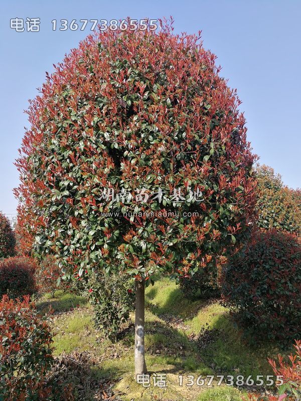 12公分红叶石楠树