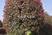 12公分红叶石楠树