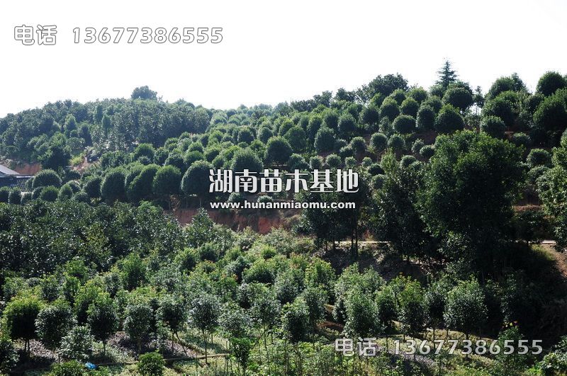 湖南桂花基地