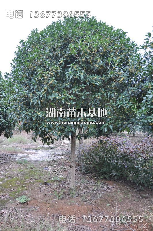 7-8公分桂花树