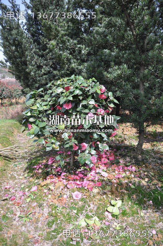 茶花球