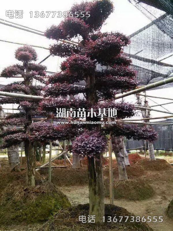 造型红继木桩