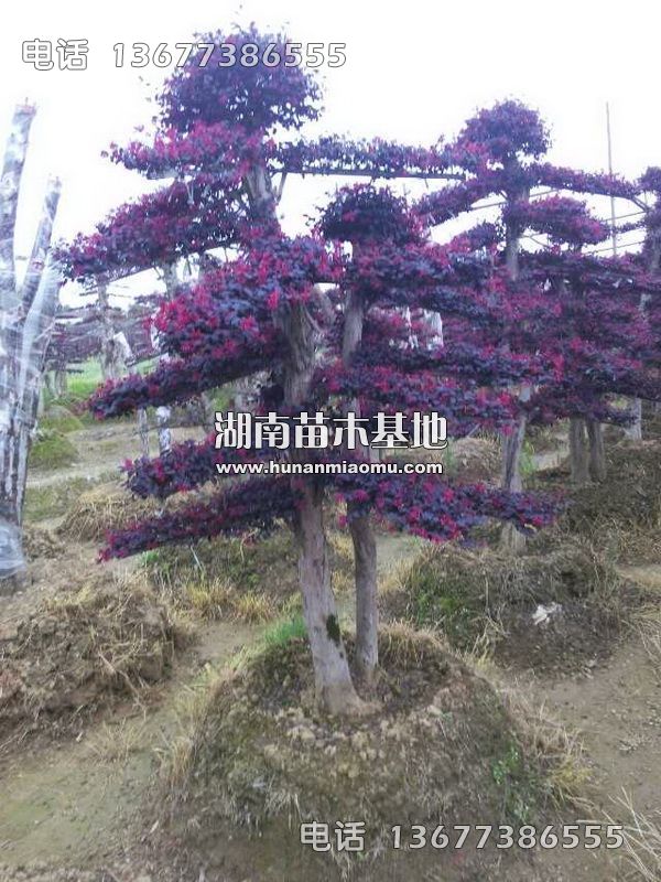 红继木桩