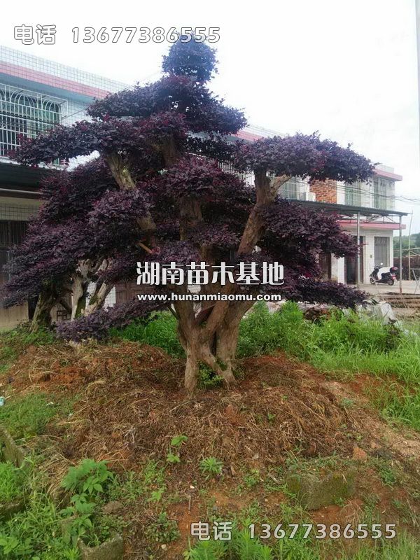 造型红继木桩