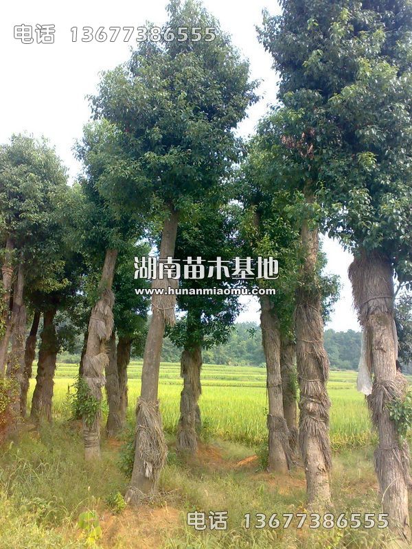 移栽香樟