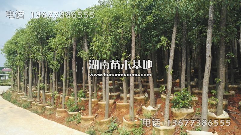 移栽香樟