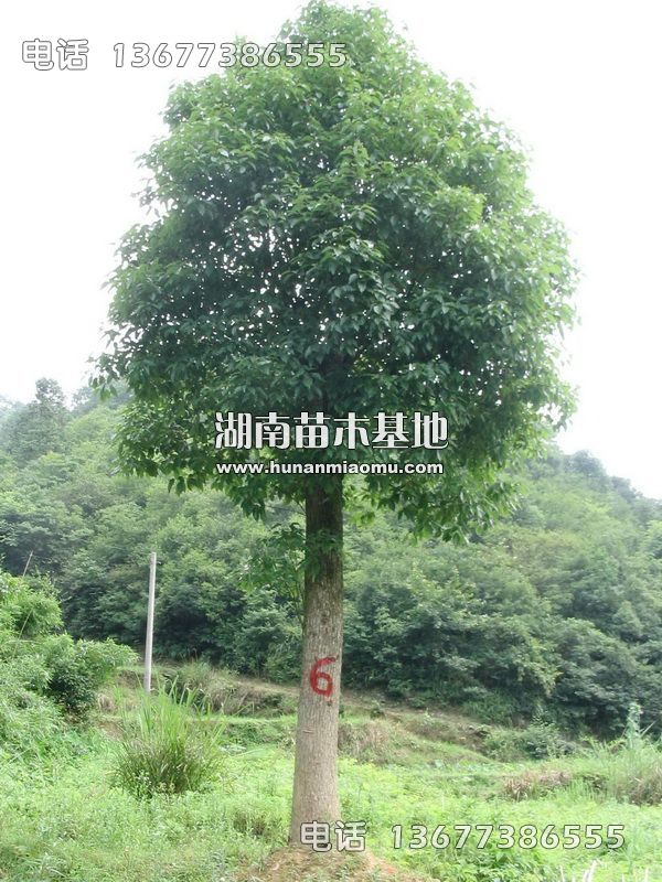 移栽香樟