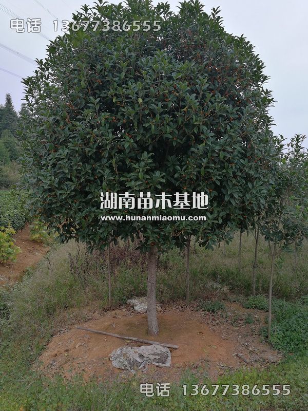 丹桂