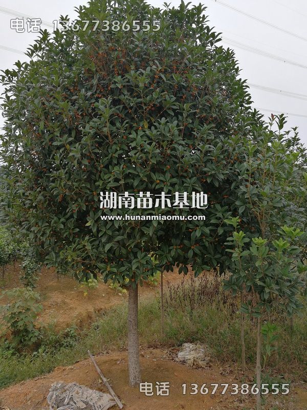 丹桂