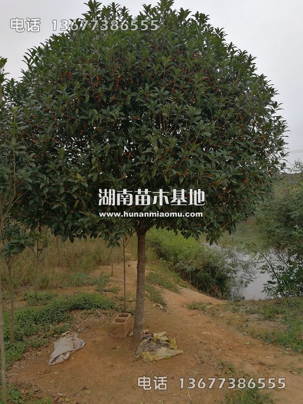 丹桂