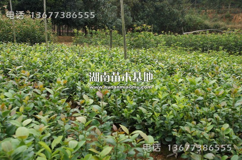 茶花小苗