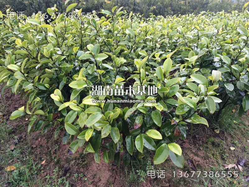 茶花小苗