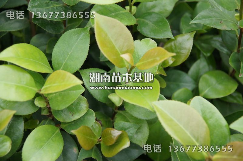 茶花小苗