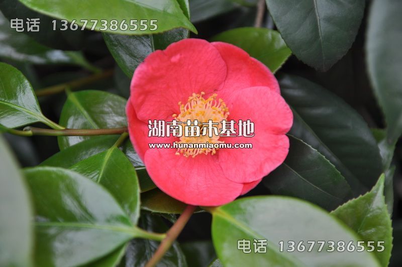 茶花