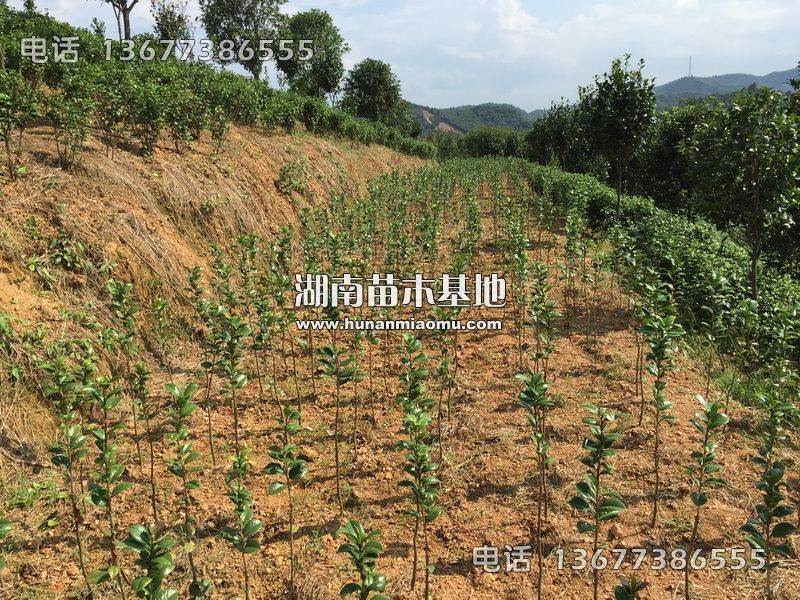 茶花小苗