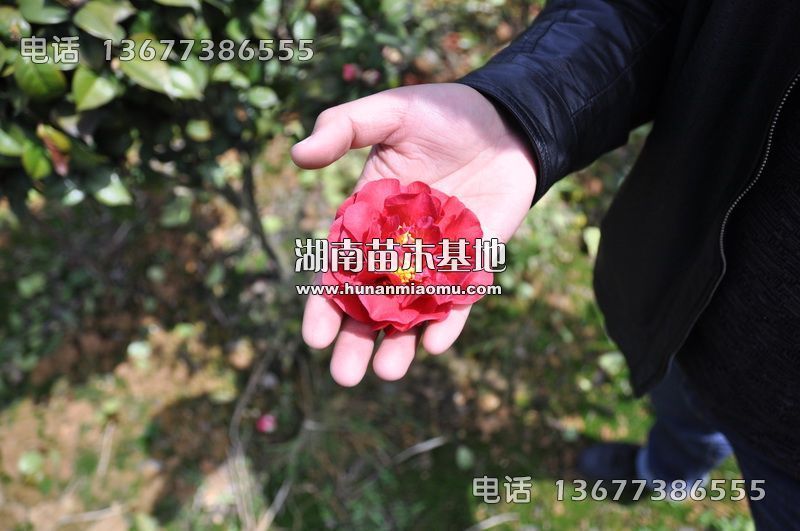 茶花