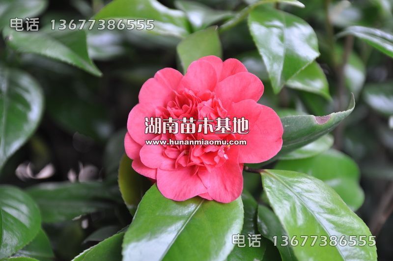 茶花