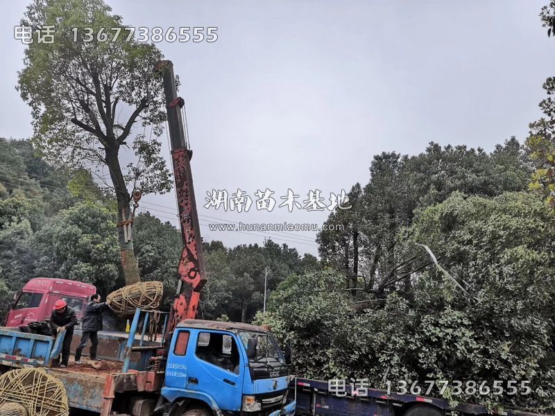 图片8