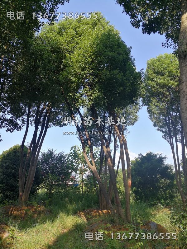 丛生樟树