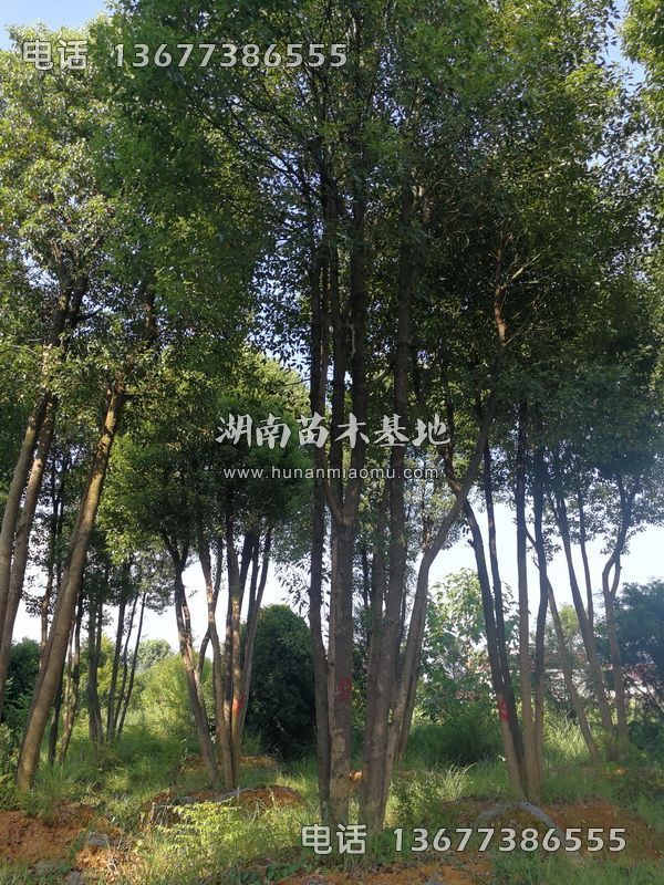 丛生樟树