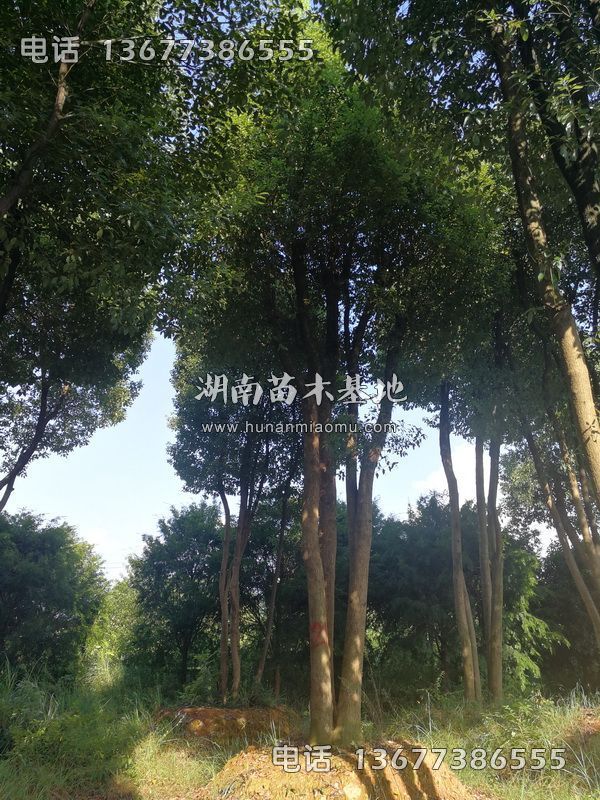 丛生香樟